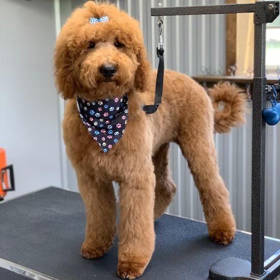 Freshly groomed goldendoodle wearing a paw-print bandana on the grooming table
