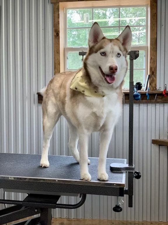 Husky standing proudly on the grooming table after a groom