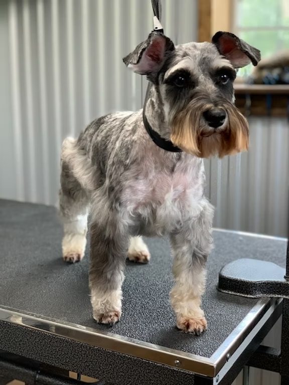 Salt-and-pepper schnauzer with a fresh trim
