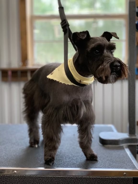 Black schnauzer in a yellow bandana after a groom