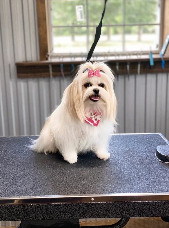 Long-haired shih tzu with a pink bow after grooming