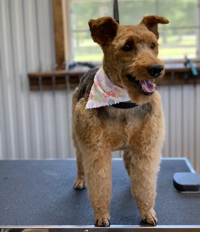 Airedale terrier smiling in a paw-print bandana after grooming