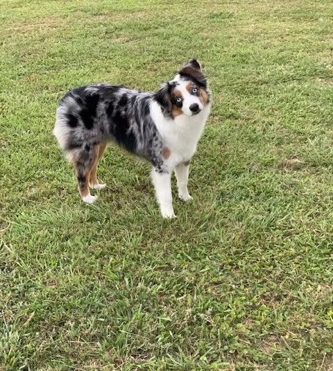 Blue merle mini Australian shepherd looking at the camera