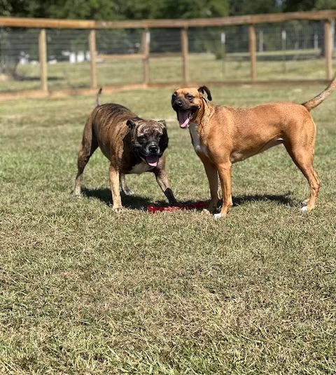Two happy boxer mixes playing together in the yard