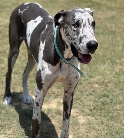 Harlequin Great Dane smiling in the sunshine