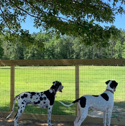 Two Great Danes watching the pasture through the fence under a shade tree