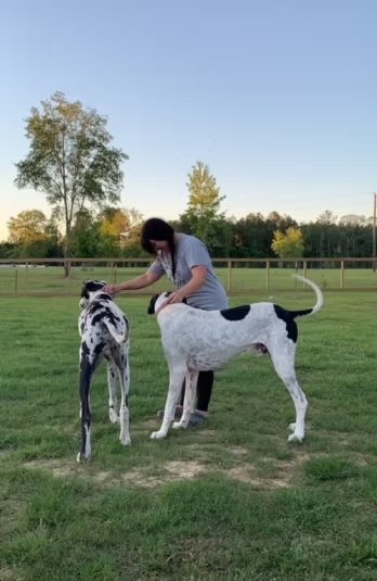 A Paw Haven team member giving pets to two Great Danes in the yard
