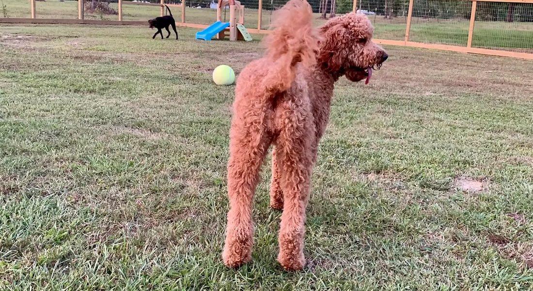 Goldendoodle in the play yard with a tennis ball and a friend behind