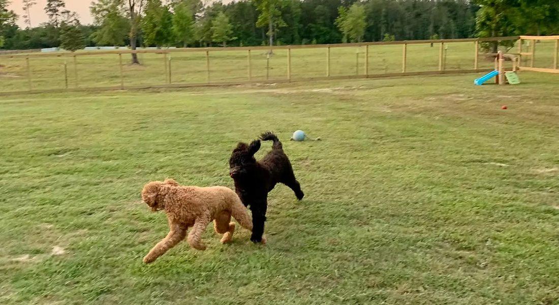 Dogs playing together in the fenced outdoor play yard
