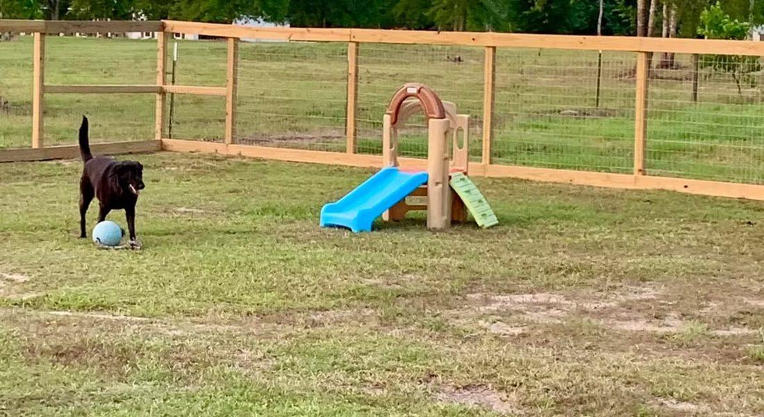 Black lab with a ball next to the yard's play set and slide