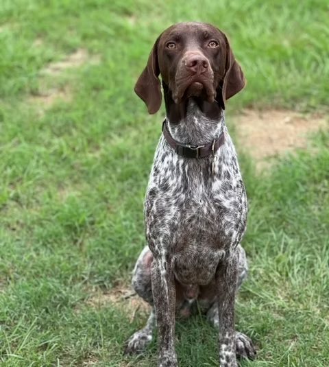 German shorthaired pointer sitting politely in the grass