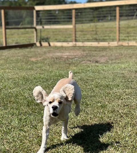 Cocker spaniel running toward the camera, ears flying
