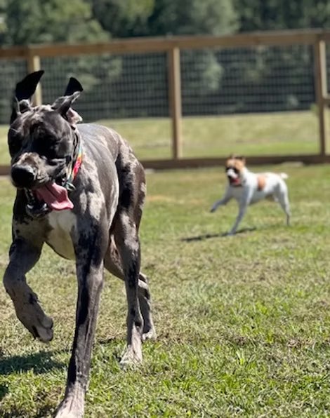 Dogs running and playing in The Paw Haven's fenced play yard